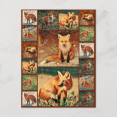 Red Fox Collection Postkarte (Vorderseite)