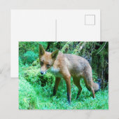 Red Fox Cub Feiertagspostkarte (Vorne/Hinten)