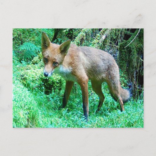 Red Fox Cub Feiertagspostkarte (Vorderseite)
