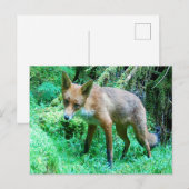 Red Fox Cub Postkarte (Vorne/Hinten)