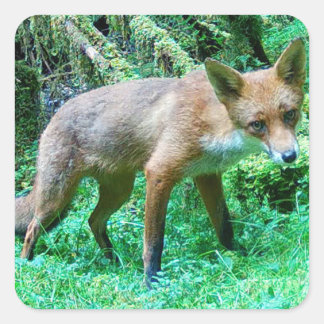Red Fox Cub Quadratischer Aufkleber