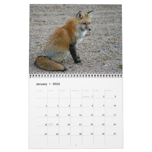 Red Fox Encounters Fox Fotografy Kalender (Jan 2026)
