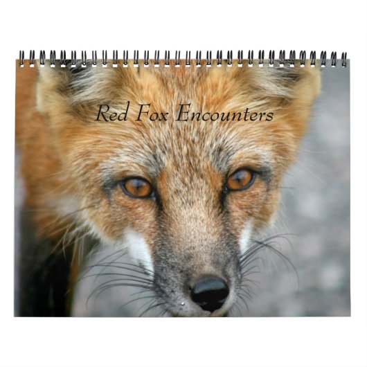 Red Fox Encounters Kalender (Titelbild)