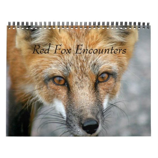 Red Fox Encounters Kalender (Titelbild)