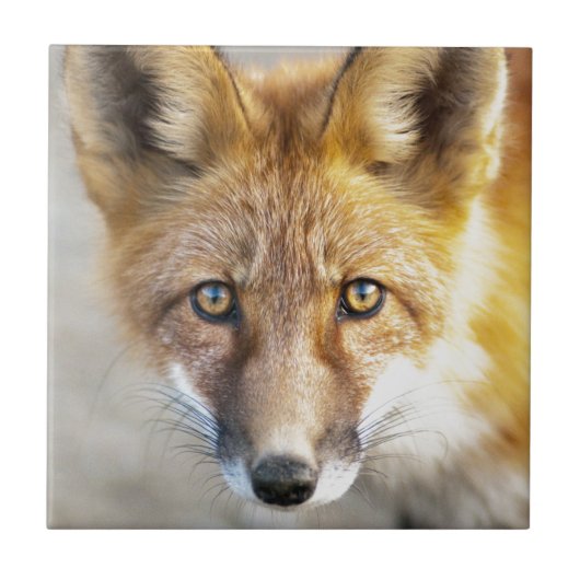 Red Fox Face, Nah-up Fliese (Vorderseite)