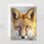 Red Fox Face, Nah-up Postkarte (Vorne/Hinten)
