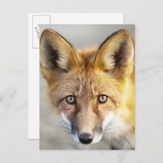 Red Fox Face, Nah-up Postkarte (Vorne/Hinten)