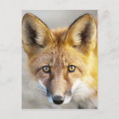 Red Fox Face, Nah-up Postkarte (Vorderseite)