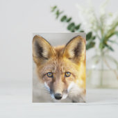 Red Fox Face, Nah-up Postkarte (Stehend Vorderseite)