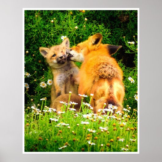 Red Fox Family Wildlife Tender Nature Art Print Poster (Vorne)