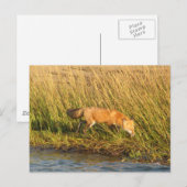 Red Fox Foto Postkarte (Vorne/Hinten)