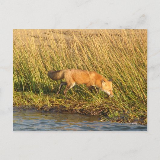 Red Fox Foto Postkarte (Vorderseite)