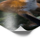 Red Fox Foto Print (Ecke)