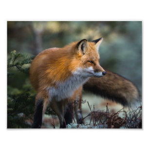 Red Fox Foto Print