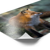Red Fox Foto Print (Ecke)