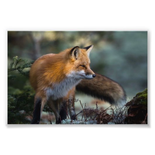 Red Fox Foto Print (Vorne)