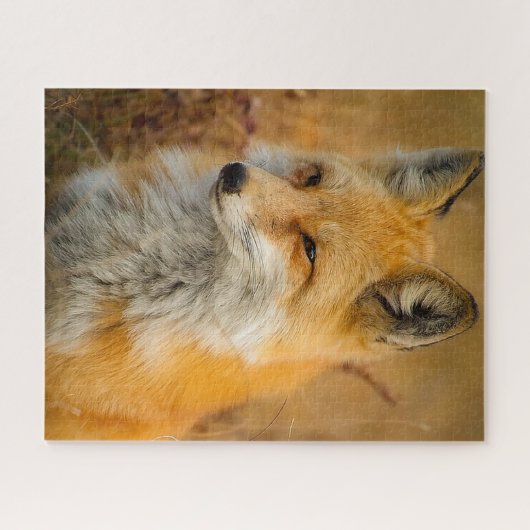 Red Fox Foto Puzzle (Horizontal)