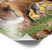 Red Fox gibt den Blick Fotodruck (Ecke)