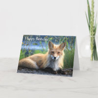 Red Fox hübsches Foto Geburtstagskarte