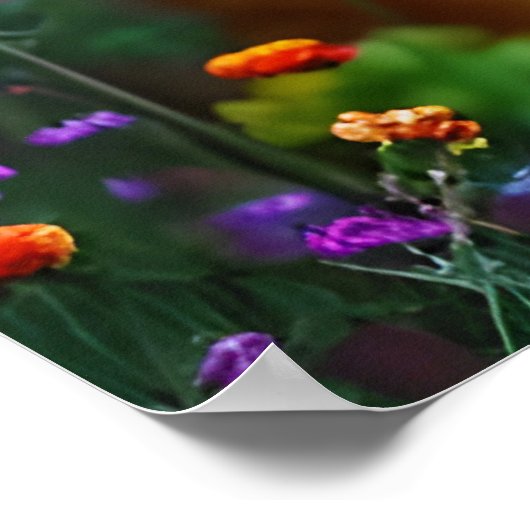 Red Fox im Bereich der Wildblumen Poster (Ecke)