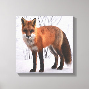 Red Fox im Winter Leinwanddruck