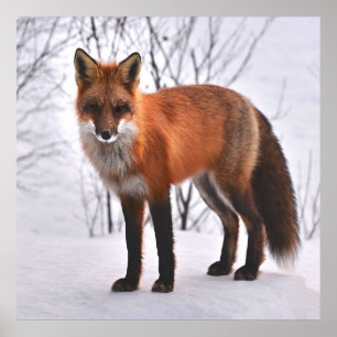 Red Fox im Winter Poster