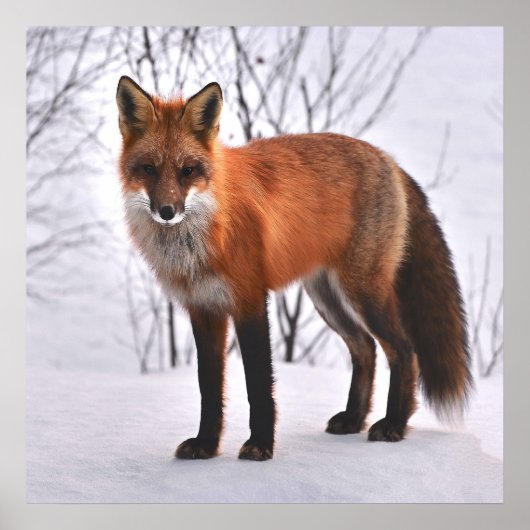 Red Fox im Winter Poster (Vorne)