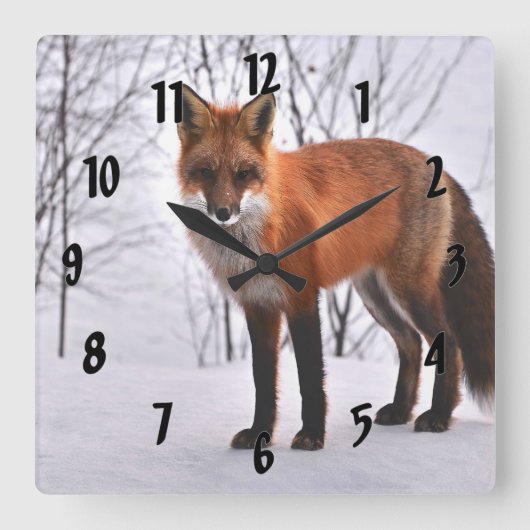 Red Fox im Winter Quadratische Wanduhr (Vorderseite)