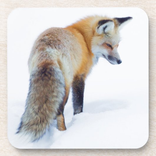 Red Fox im Winter Untersetzer (Vorderseite)