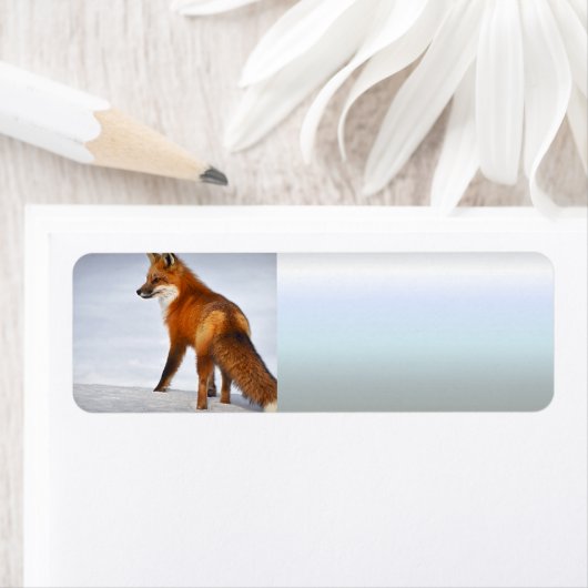 Red Fox im Winterschnee (Insitu)