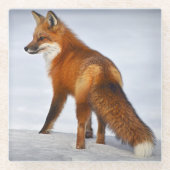 Red Fox im Winterschnee Glasuntersetzer (Vorderseite)