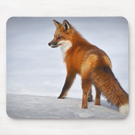 Red Fox im Winterschnee Mousepad (Vorne)