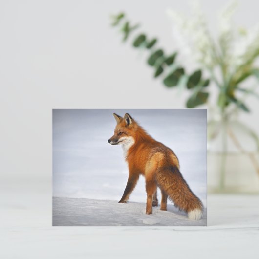 Red Fox im Winterschnee Postkarte (Stehend Vorderseite)