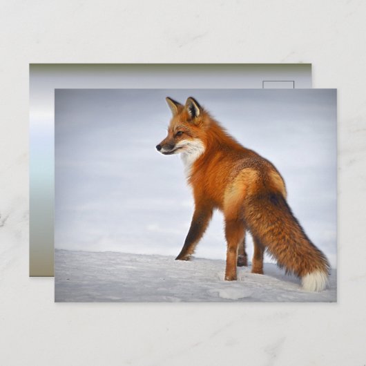 Red Fox im Winterschnee Postkarte (Vorne/Hinten)