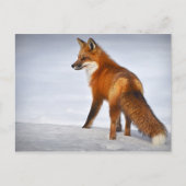 Red Fox im Winterschnee Postkarte (Vorderseite)