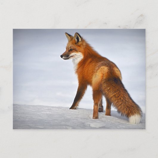 Red Fox im Winterschnee Postkarte (Vorderseite)