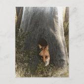 Red Fox in a Tree Geschenke und Bekleidung Postkarte (Vorderseite)