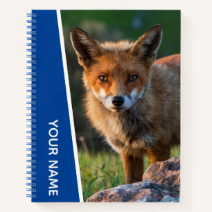 Red Fox in Australien, Blue Notizblock