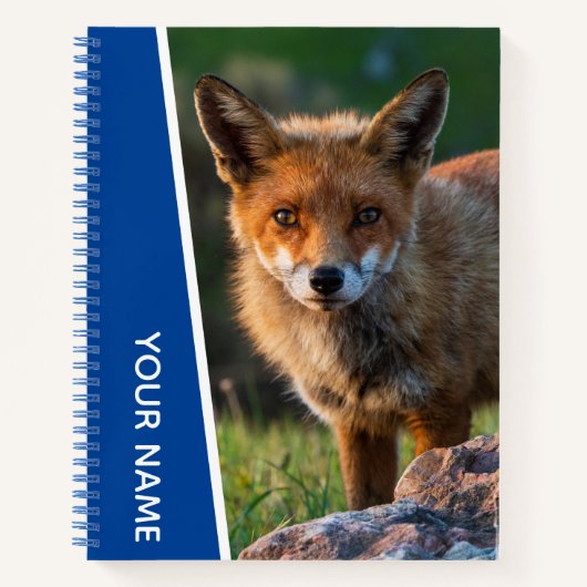 Red Fox in Australien, Blue Notizblock (Vorderseite)