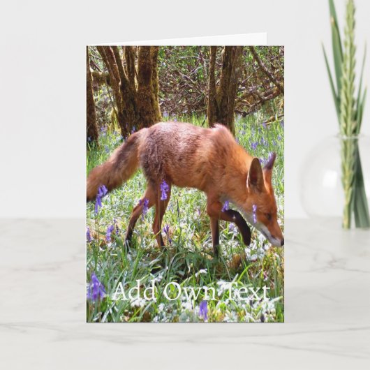 Red Fox in Bluebells Card – Wildlife Red Fox Karte (Vorderseite)