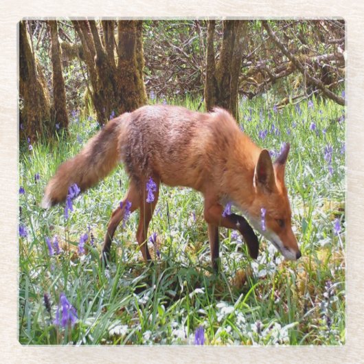 Red Fox in den Bluebells Glasuntersetzer (Vorderseite)