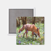 Red Fox in den Bluebells Magnet (Vorderseite/Rückseite)