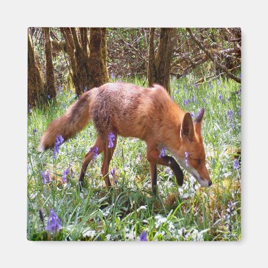 Red Fox in den Bluebells Magnet (Vorne)
