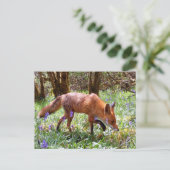 Red Fox in den Bluebells Postkarte (Stehend Vorderseite)