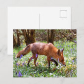 Red Fox in den Bluebells Postkarte (Vorne/Hinten)