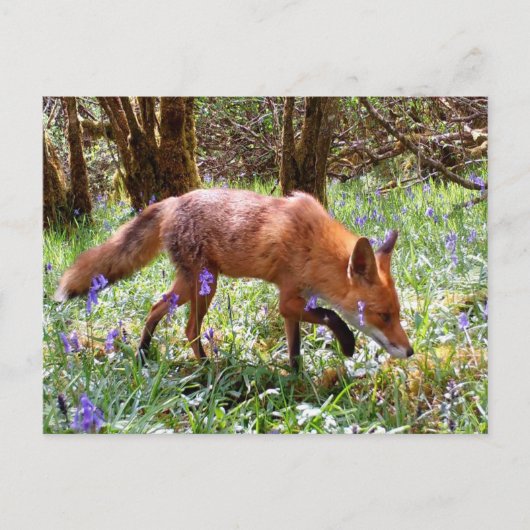 Red Fox in den Bluebells Postkarte (Vorderseite)