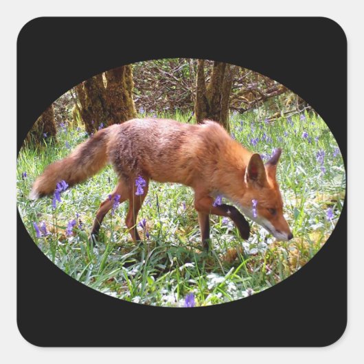 Red Fox in den Bluebells Quadratischer Aufkleber (Vorderseite)