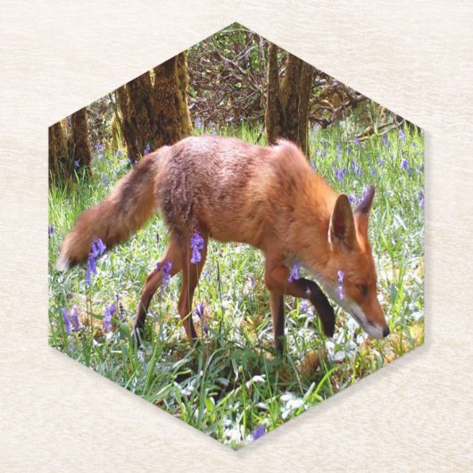 Red Fox in den Bluebells Untersetzer (Vorderseite)