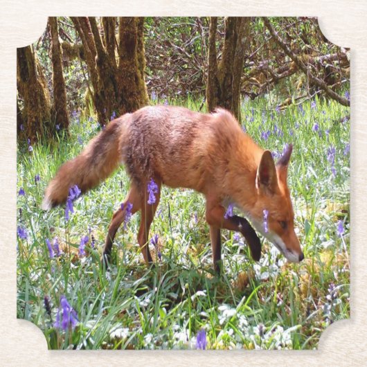 Red Fox in den Bluebells Untersetzer (Vorderseite)