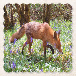 Red Fox in den Bluebells Untersetzer